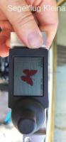 Butterfly display to sell