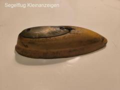 Schleifsporn/ Grinding spur